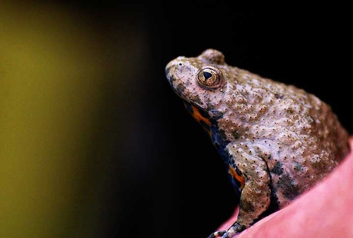 Entre as principais diferenças, os sapos são mais corpulentos e com patas traseiras mais curtas e robustas. Esses animais costumam caminhar ao invés de saltar e pular, sendo mais terrestres.  Reprodução: Flipar