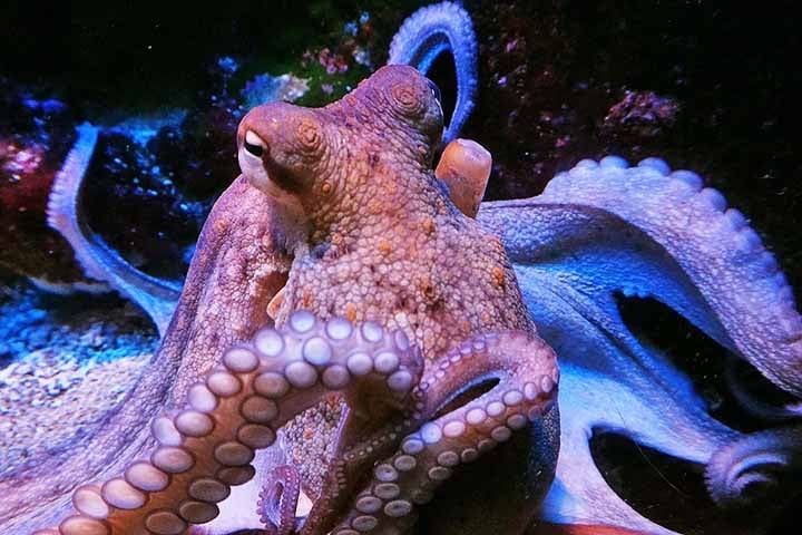 É importante lembrar que os polvos são invertebrados, ou seja, não têm coluna vertebral nem estrutura óssea rígida. Ainda assim, exibem comportamentos tão complexos quanto os de mamíferos e aves. Reprodução: Flipar