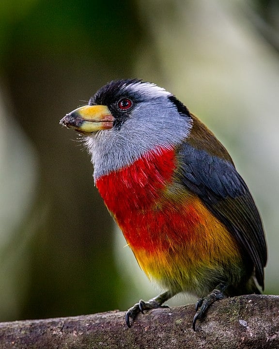 Na Floresta Nublada do Equador, o solo é pouco fértil e a diversidade da flora é pequena, abrigando principalmente espécies de orquídeas. A fauna inclui belos pássaros como o toucan barbet, bem colorido. Reprodução: Flipar