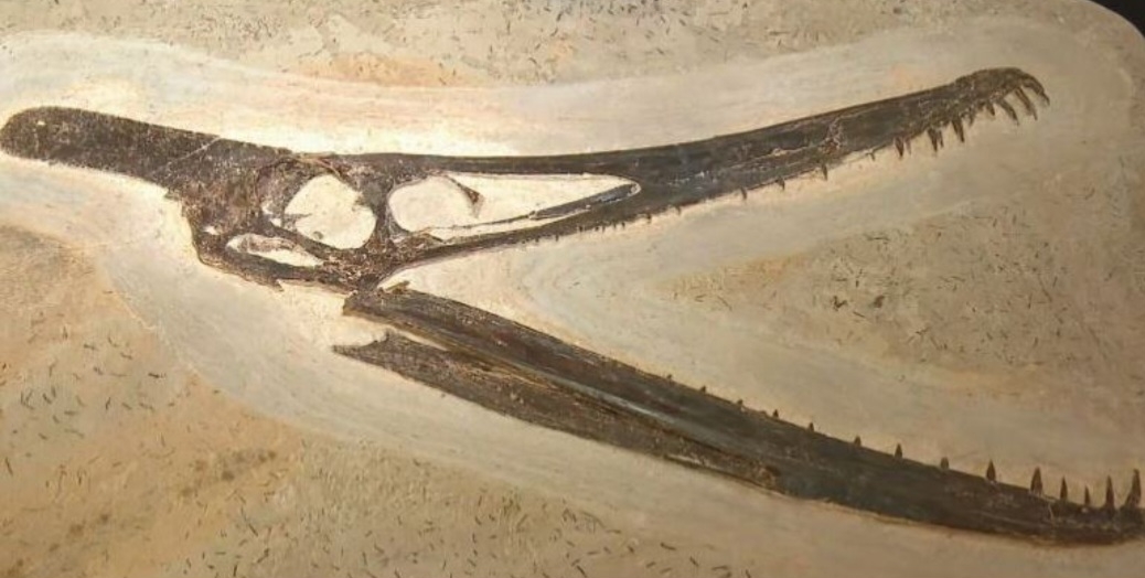A coleção tem fósseis de plantas e animais, com destaque para um crânio de pterossauro, um réptil voador da família dos dinossauros. Os fósseis datam de 100 milhões de anos, o período cretáceo. E ficarão expostos quando o museu for reaberto.  Reprodução: Flipar