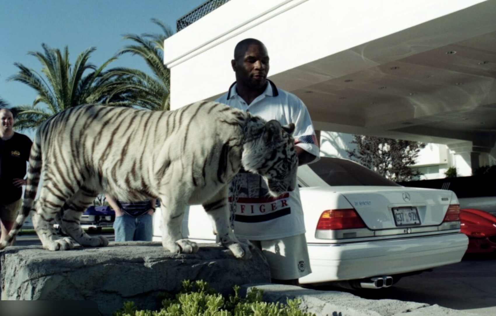 Um dos tigres do lutador. Foto: Reprodução/Internet