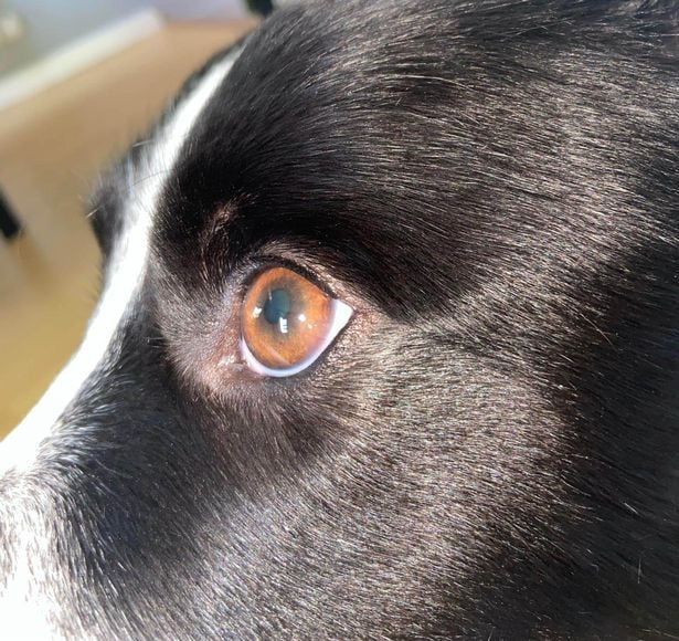Chloe viu uma mancha rosa turva no canto do olho esquerdo do cachorro enquanto o abraçava. Foto: Reprodução/Arquivo pessoal