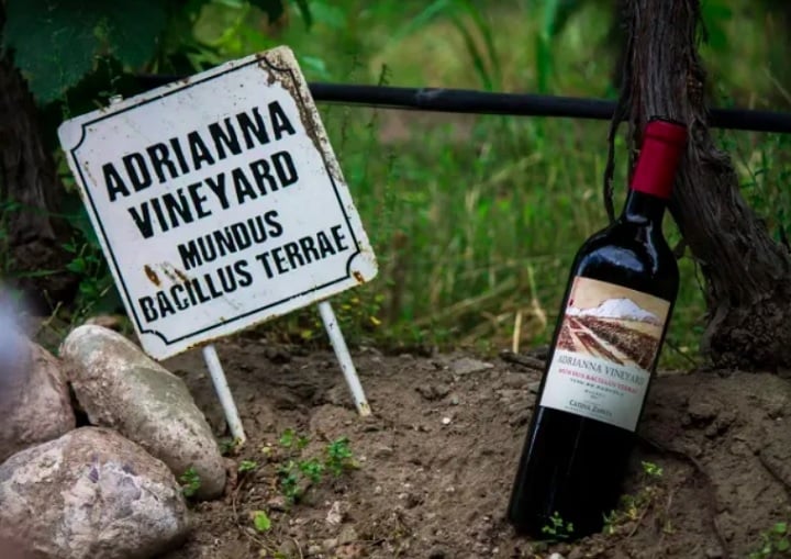O vinho Adrianna Vineyard Mundus Bacillus Terrae 2021, da famosa vinícola Catena, é produzido em Mendoza, a aproximadamente 1.400 metros acima do nível do mar, ao norte do Vale do Gualtallary. Reprodução: Flipar
