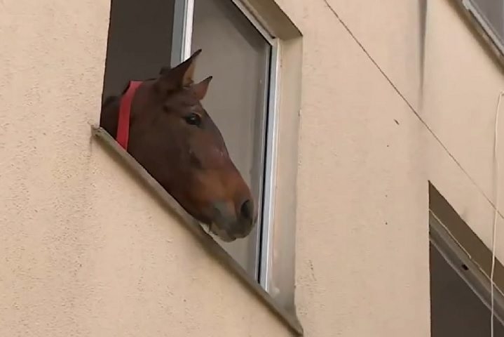 Na terça-feira (14/05), o resgate de um cavalo que estava preso no terceiro andar de um prédio de São Leopoldo, na região do Vale dos Sinos, ganhou os noticiários. Reprodução: Flipar