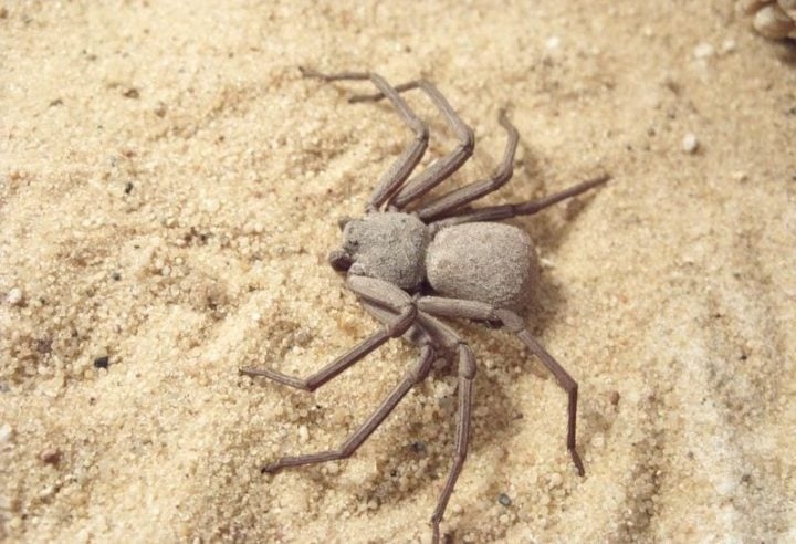 Aranha-da-areia (Sicarius sp.): Pertencente ao gênero Sicarius, é uma aranha fascinante e perigosa, conhecida por sua habilidade de se camuflar na areia e pelo veneno potente. Habita regiões desérticas da América do Sul e da África. Reprodução: Flipar