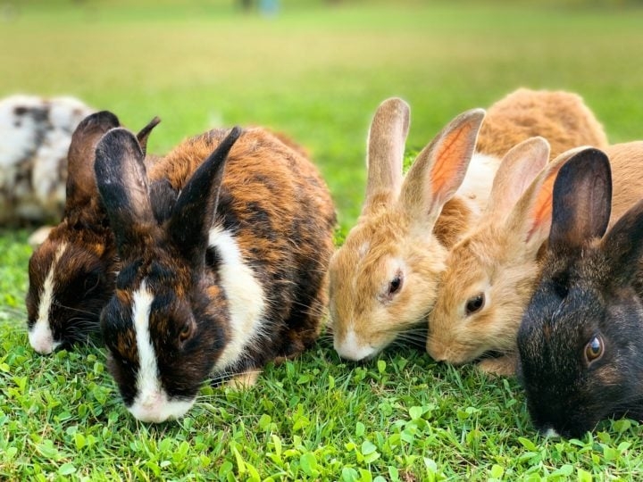 Outra característica marcante dos coelhos é sua pelagem densa e macia, que pode variar em cores como branco, cinza, preto, marrom e até manchas. Reprodução: Flipar