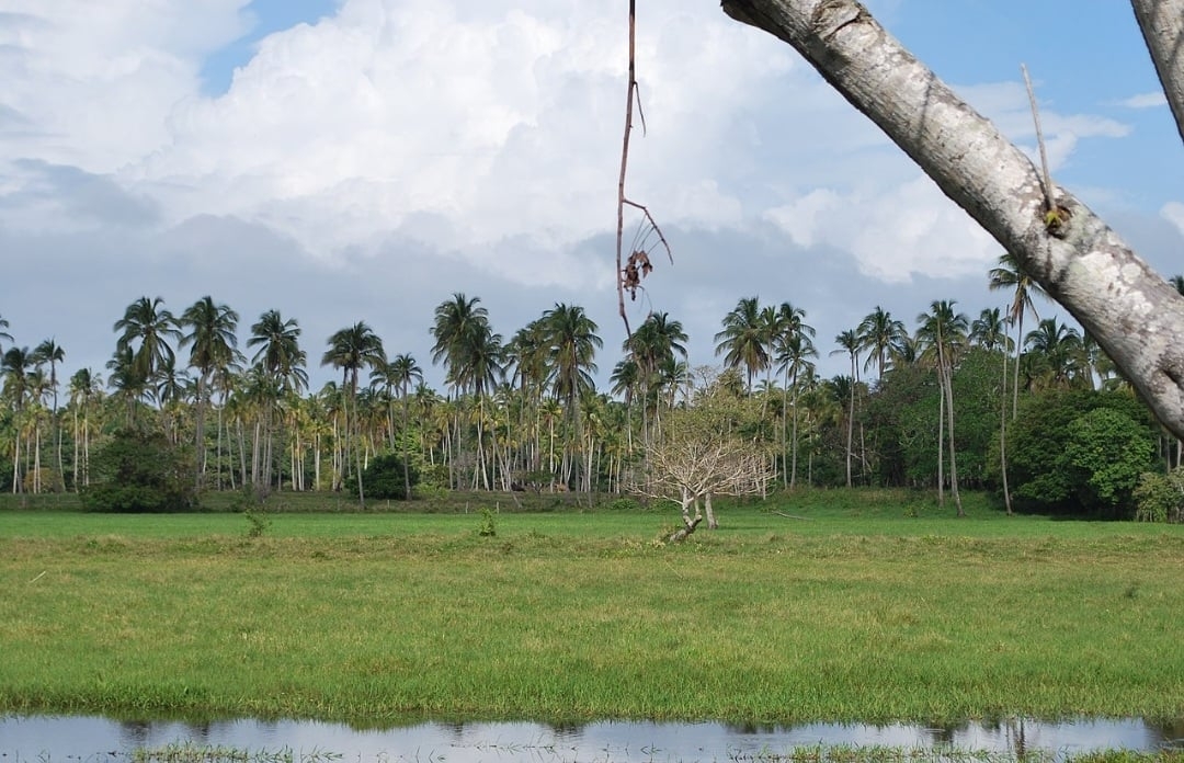 Também há um clima monçônico, com  inverno extremamente seco e verão muito chuvoso. É o clima da região de Chontalpa, que fica no estado de Tabasco e abrange quatro cidades: Huimanguillo, Cárdenas, Comalcalco e Paraíso, Reprodução: Flipar
