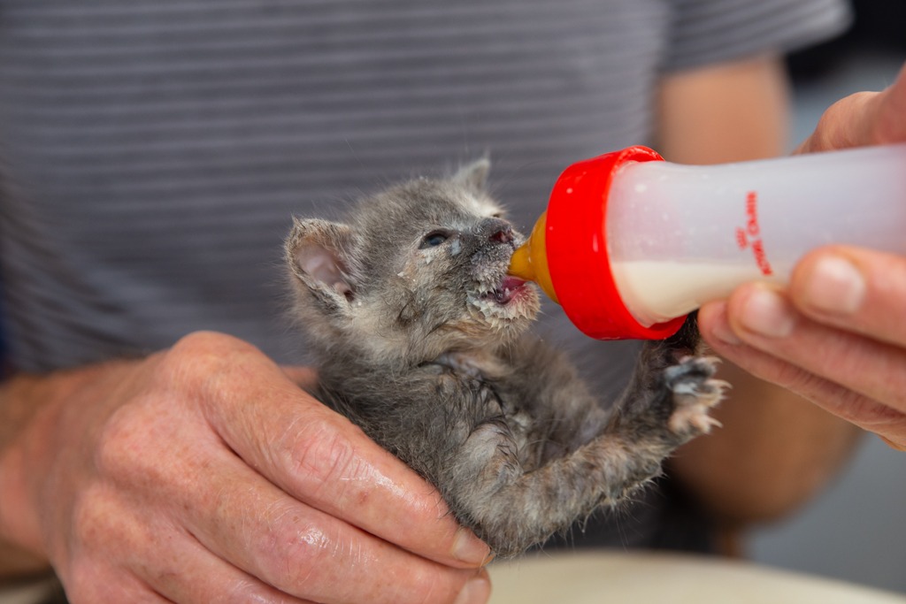 Gato resgatado do projeto Syrus Cats. Foto: Divulgação - Syrus Cats (GR)