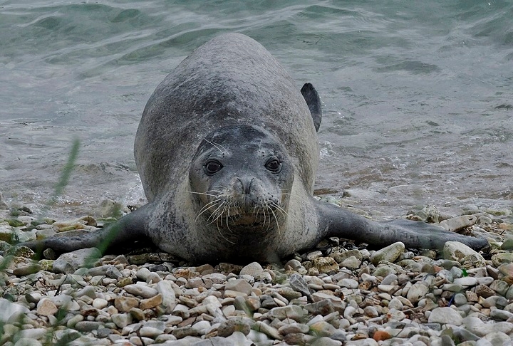 O Parque Natural Marinho de Cap Corse e Agriate, que protege parte dessa área, abriga ecossistemas marinhos intocados, incluindo recifes de corais e espécies raras, como a ameaçada foca-monge-do-mediterrâneo.  Reprodução: Flipar