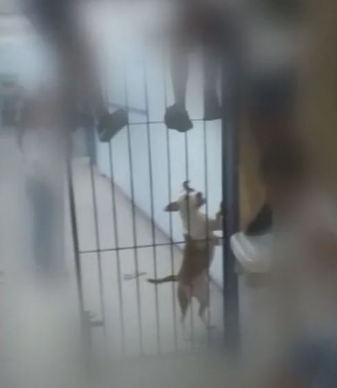 Pitbull invadiu uma escola na Vila do João, no Complexo da Maré, no Rio de Janeiro, e atacou os alunos no pátio. As crianças subiram no portão para escapar.  Reprodução: Flipar