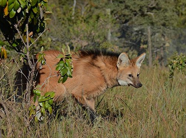 No Rio Grande do Sul, o lobo-guará é a única espécie de canídeo com 76 cromossomos. Porém, o animal ferido não guardava nenhuma característica desse tipo de animal. Reprodução: Flipar