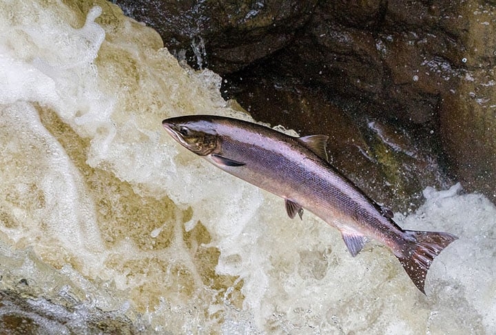 Salmão: Frequentemente encontrado em águas frias de nações nórdicas, o salmão é um verdadeiro tesouro repleto de ômega 3 e outros lipídios. Reprodução: Flipar