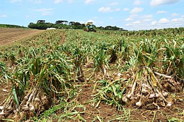 Ele consta na lista de alimentos funcionais do Ministério da Saúde, por ser rico em sulfetos alílicos, que fortalecem o sistema imunológico e contribuem para reduzir o risco de câncer de cólon. Reprodução: Flipar