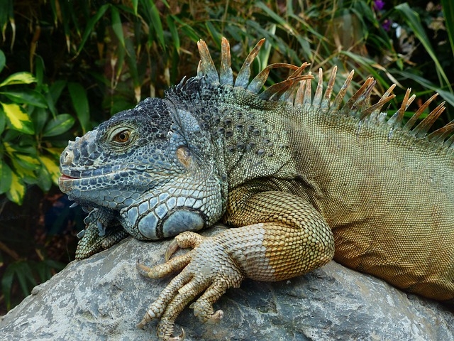 As iguanas são encontradas principalmente em regiões tropicais e subtropicais. Elas vivem em diferentes habitats, dependendo da espécie, como florestas, savanas, desertos e áreas costeiras. Reprodução: Flipar