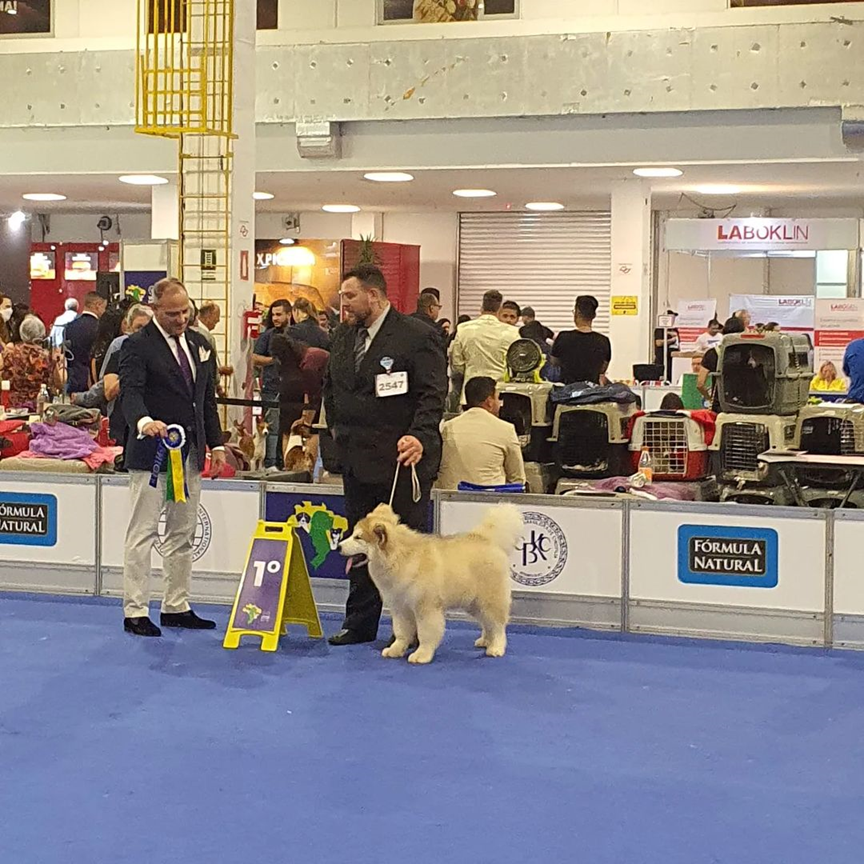 Cães premiados em competições oficiais pela Confederação Brasileira de Cinofilia