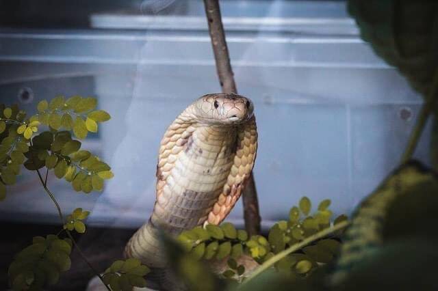 Cobra naja em ensaio fotográfico. Foto: Ivan Mattos/Zoo de Brasília