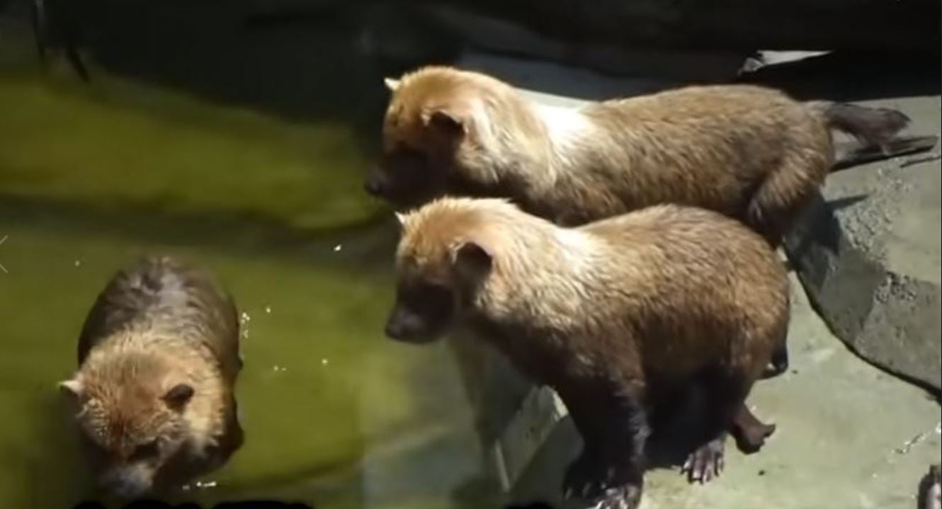 Ambientalistas destacam a importância das áreas de preservação para a sobrevivência dos cachorros-vinagre e dos tatus-canastra.  Reprodução: Flipar