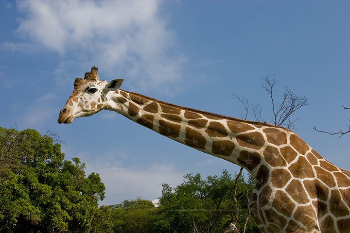 Girafa - Essa deve pegar muita gente de surpresa, já que não é um animal reconhecido por esse talento. No entanto, apesar de não ter fama, as girafas conseguem se camuflar em locais com árvores grandes e com cores semelhantes ao de seu pescoço e corpo. Reprodução: Flipar