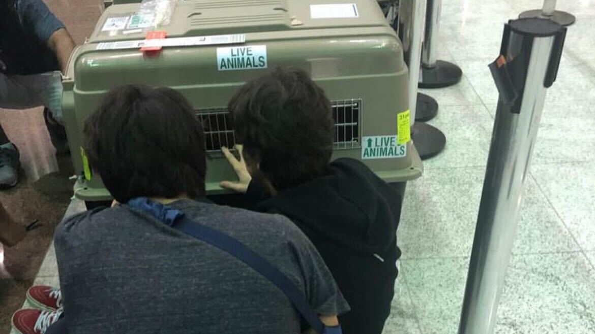 Fernando Grostein Andrade e Fernando Siqueira se despedem dos pets para embarcarem no avião Reprodução Instagram - 25.4.2024