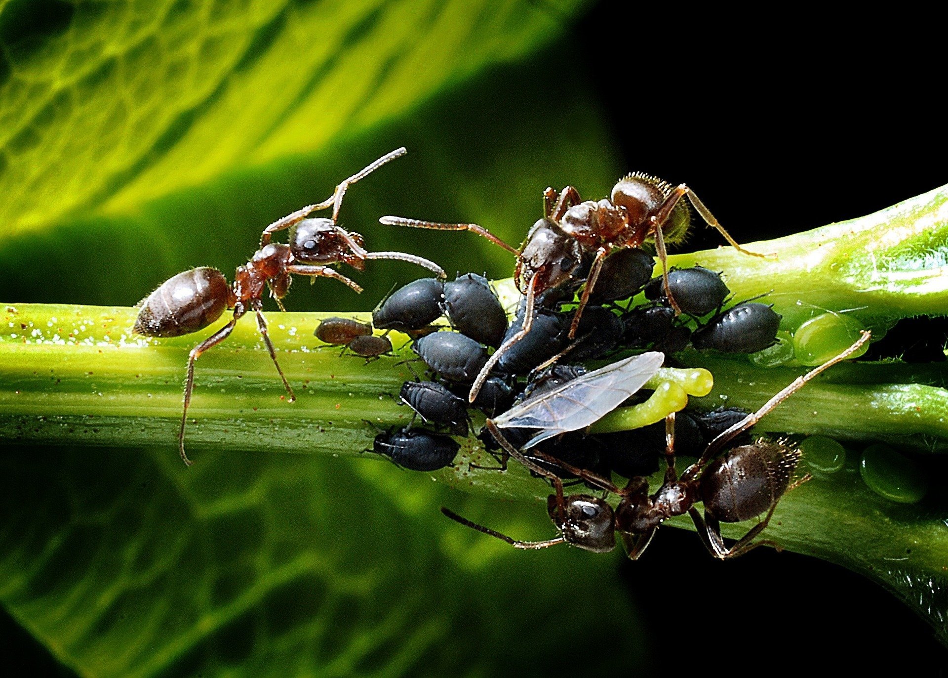 Em contato com os pulgões, como na foto, as formigas os estimulam com as antenas e fazem com que eles excretem gotas de um líquido que elas ingerem e armazenam no estômago. Reprodução: Flipar