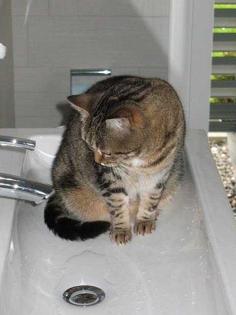 Os gatos cuidam sozinhos da própria higiene, mas o aconselhável é dar banho neles a cada 30 dias. Dependendo do ambiente e da pelagem do animal, pode até esperar 60 dias.   Reprodução: Flipar