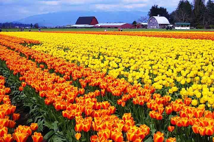 10- Valley Skagit, Estados Unidos - Conhecido por campos especialmente tulipas. O parque  começou a se destacar na produção de flores na década de 1980. Reprodução: Flipar