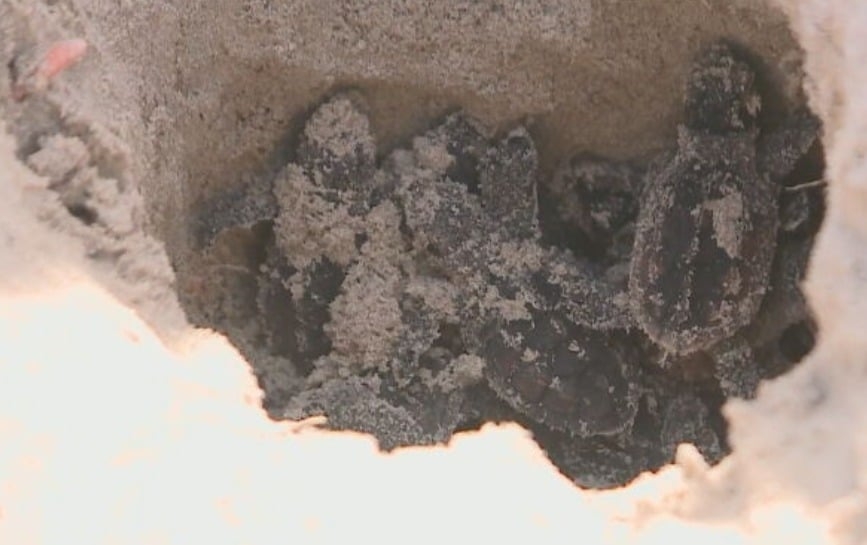 São espécies que migram de longe para desovar em municípios costeiros do Piauí. Elas chegam de locais frios e distantes em busca de praias tropicais.  E formam ninhos na areia.  Reprodução: Flipar