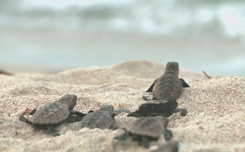 Quando as tartarugas nascem, elas vão percorrendo a areia em direção ao mar. Um movimento que atrai o olhar pela singeleza e que encanta os visitantes.  Reprodução: Flipar