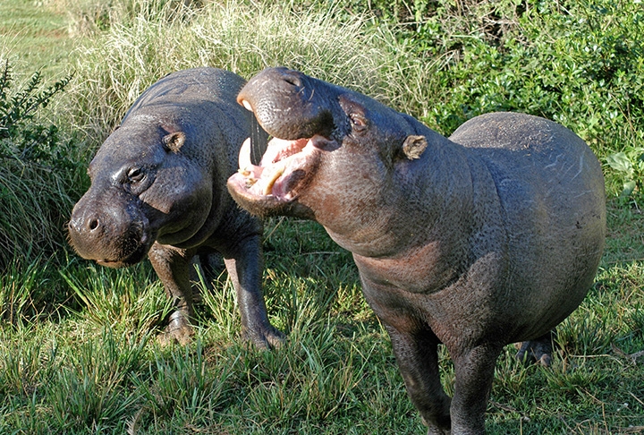 Os hipopótamos anões foram extintos, mas uma espécie semelhante existe até hoje - e nessa mesma faixa de peso (200 kg). Trata-se do hipopótamo-pigmeu.  Reprodução: Flipar