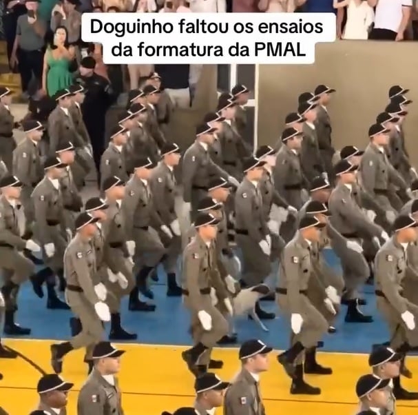 Nas imagens, dá para ver o vira-lata caminhando na mesma direção e com passos meticulosamente coordenados, encantando os presentes no ginásio. Reprodução: Flipar