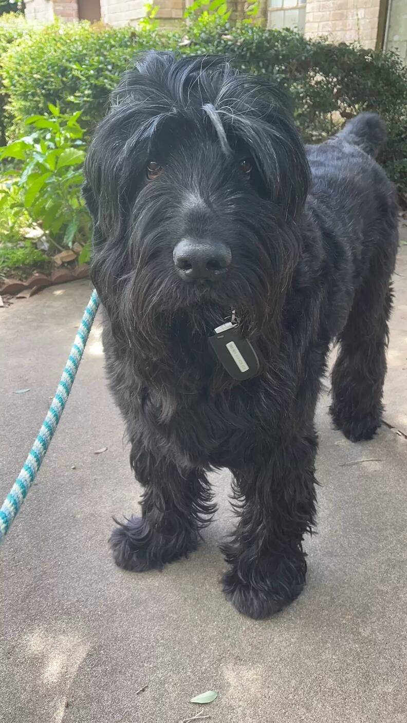 Nikolai é um Terrier preto da Rússia. Foto: Allie Rudman/Instagram