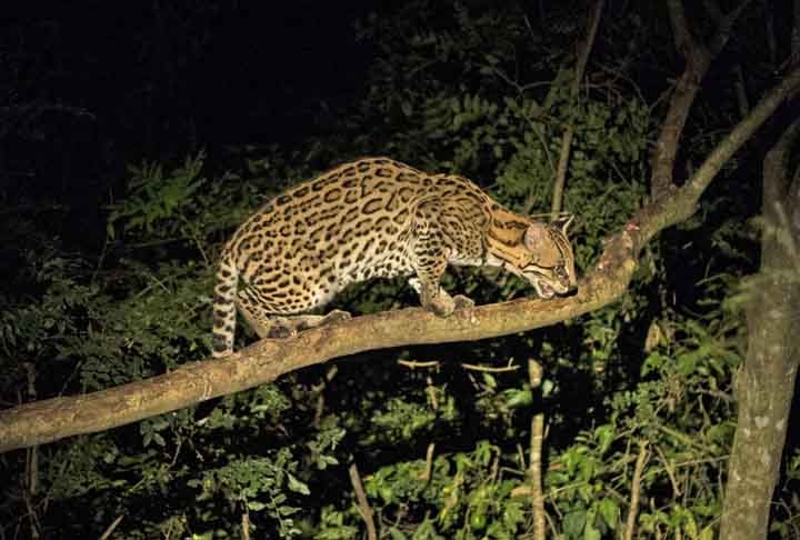 A família que reside na casa recebeu da veterinária a recomendação de deixar a casa fechada e chamar novamente o Corpo de Bombeiros caso a jaguatirica demonstre agressividade. Neste caso, sem retornar naturalmente a seu habitat, ela seria capturada pelos policiais.

 Reprodução: Flipar