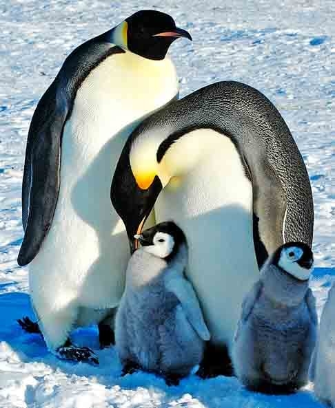 O pinguim imperador habita a Antártica, vivendo em colônias sobre o gelo. Alimenta-se de peixes, lulas e crustáceos, mergulhando grandes profundidades. Pode viver entre 15 e 20 anos.
 Reprodução: Flipar