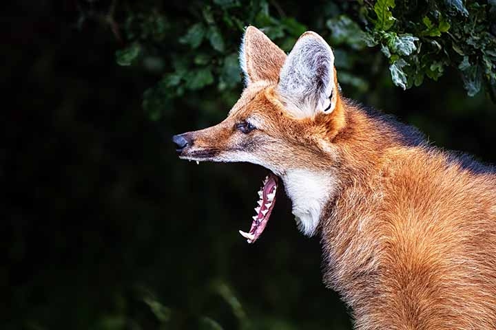 Lobo-guará - Habita savanas e cerrados do Brasil, além de regiões da Argentina e Paraguai, preferindo áreas abertas e com vegetação rasteira.  Reprodução: Flipar