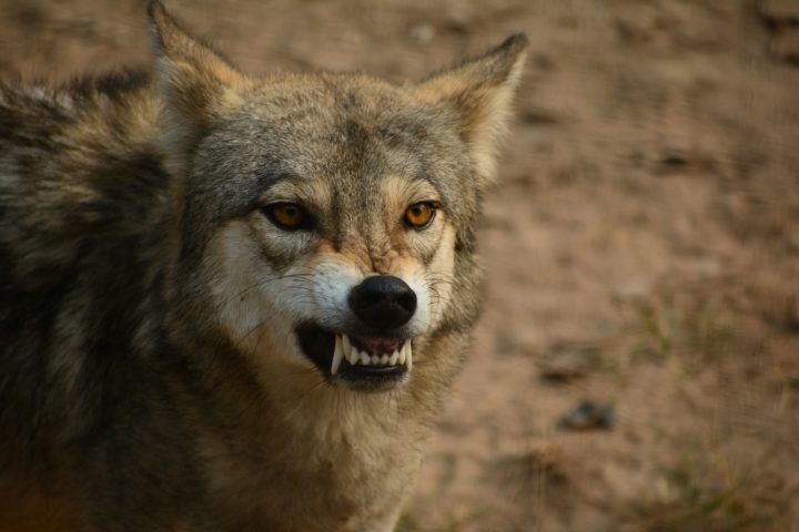Algumas das presas preferidas dos lobos são cervos, alces e bisões, mas eles também se alimentam de pequenos mamíferos, aves e peixes. Reprodução: Flipar
