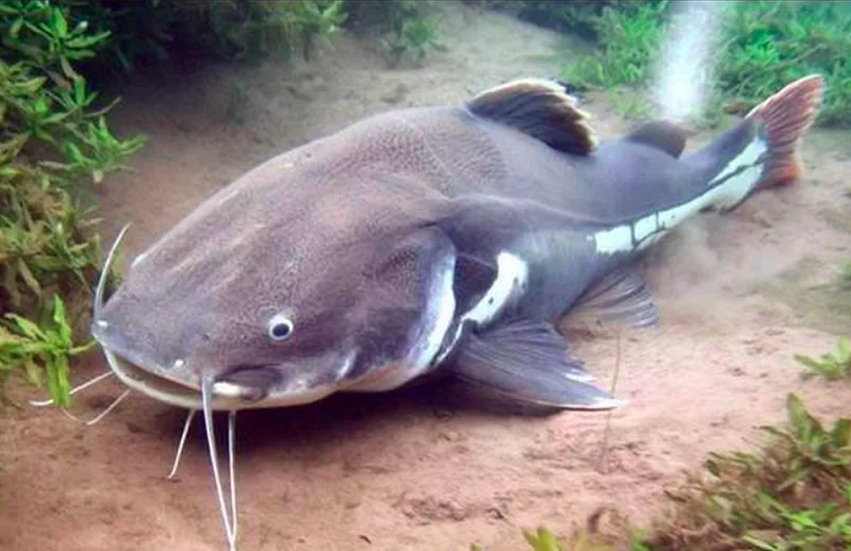 #2) Piraíba: é um tipo de peixe que costuma ser associado com tubarões, dada a sua semelhança física com esse animal. Pode atingir até 2,5 m de comprimento e pesar incríveis 300 kg! Por conta da pesca predatória, contudo, é raro encontrar exemplares tão grandes. Reprodução: Flipar