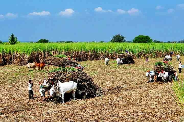 Um dos produtos mais importantes da economia brasileira, a cana-de-açúcar tem o poder sustentável ao ser uma alternativa de combustível renovável. Ela também traz a formação do açúcar e do álcool, dois insumos utilizados em uma série de bens de consumo. Reprodução: Flipar