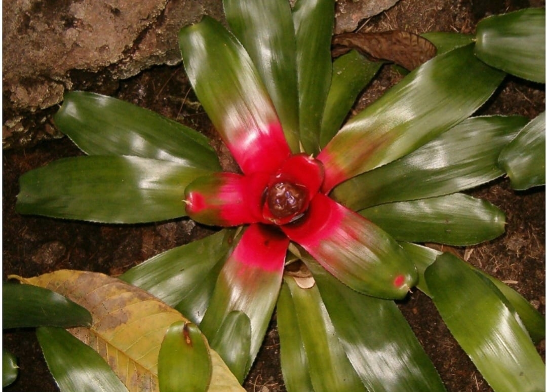 Neoregelia spp., uma bromélia nativa da América do Sul, é encontrada principalmente no Brasil, Colômbia e Peru. Adaptada às florestas tropicais, cresce como epífita, absorvendo nutrientes do ar. Sua floração ocorre no verão, quando suas folhas centrais adquirem uma coloração vermelha marcante.
 Reprodução: Flipar