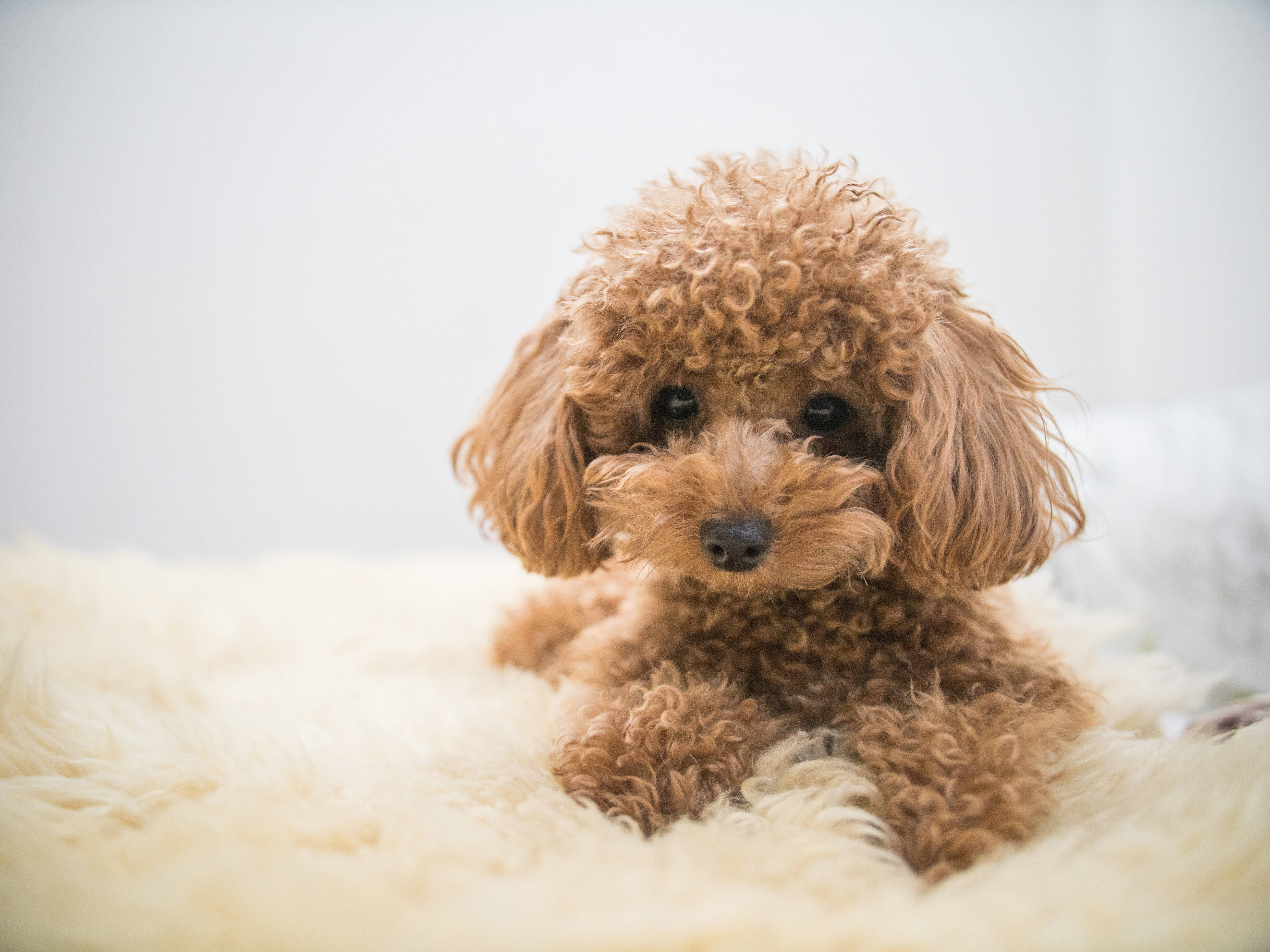 O Poodle Toy é o Poodle que não cresce muito . Foto: shutterstock 