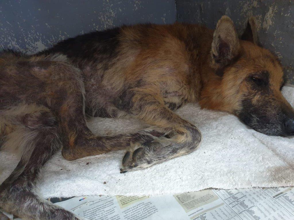 Courage estava muito maltratado, mas está se recuperando bem. Foto: Reprodução/SPCA