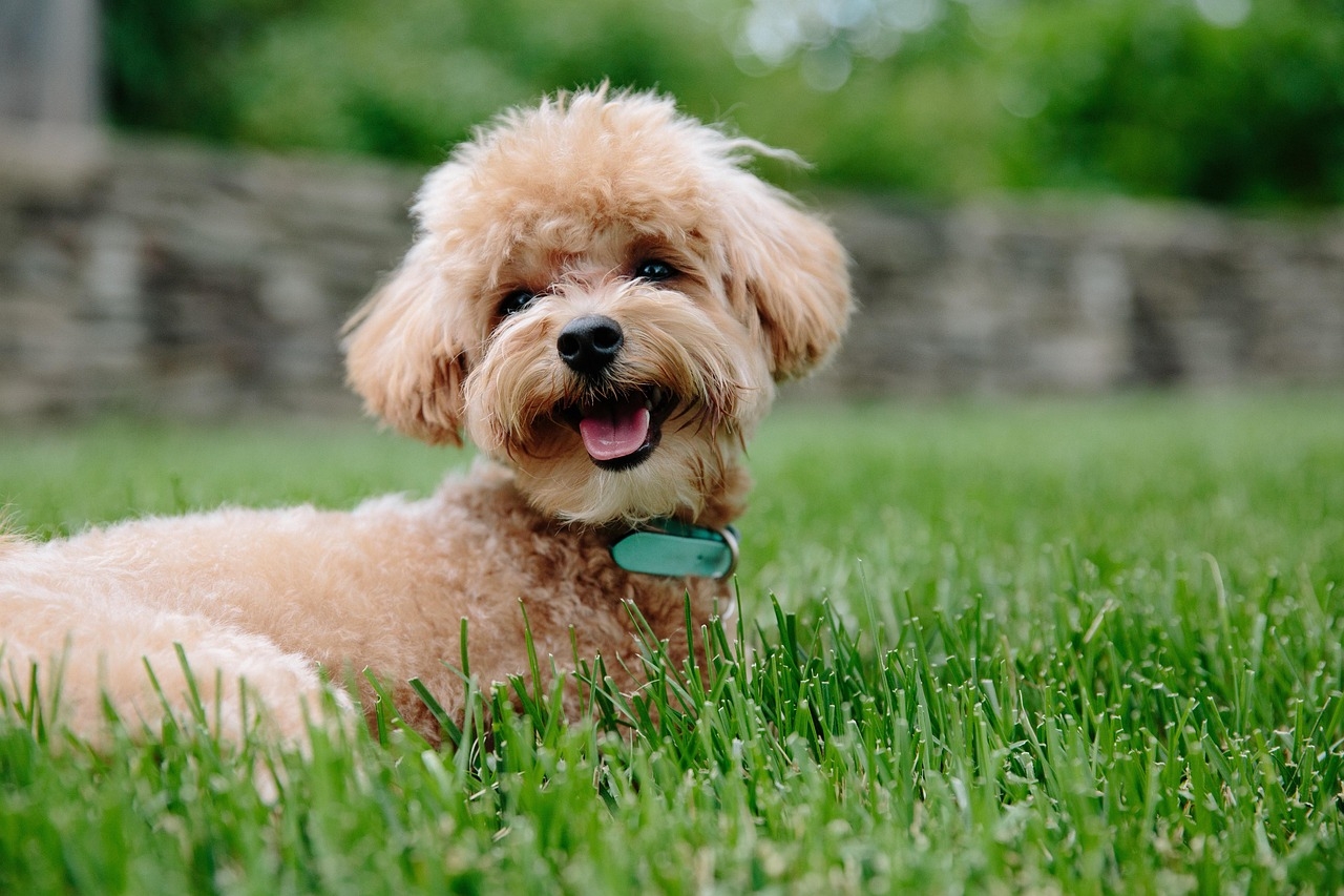 Para quem busca um animal de estimação que seja bonito, inteligente e cheio de energia, o Poodle é uma das melhores escolhas. Sua história rica e sua versatilidade o tornaram uma das raças mais amadas ao redor do mundo, e é fácil entender o motivo. Reprodução: Flipar
