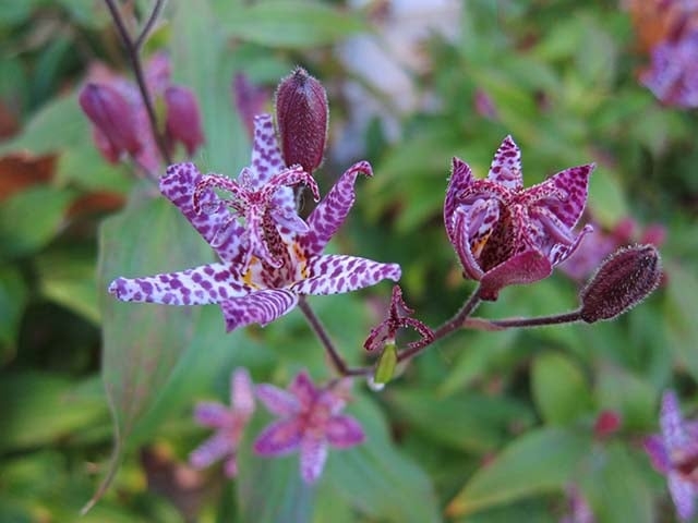 Lírio Sapo - Originária do Japão, floresce quando a maioria das outras plantas com flores termina de florescer. Gosta de sombra e umidade. Lembra uma estrela-do-mar, com pintinhas.  Reprodução: Flipar