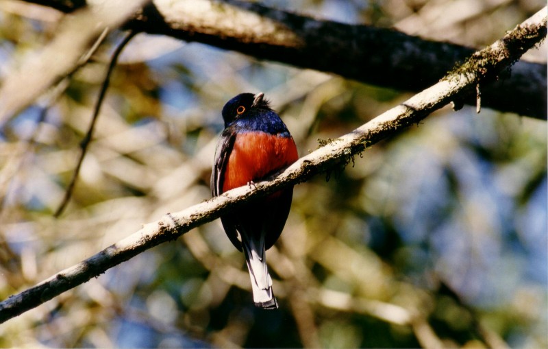 Ave do Parque Estadual do Turvo - Derrubadas (RS). Foto: Divulgação - SEMA - RS