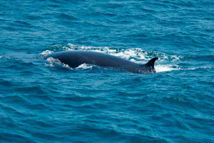 A baleia comum de Bryde (Balaenoptera brydei, Olsen, 1913) é uma de tamanho maior que ocorre mundialmente em águas temperadas e tropicais quentes, e a baleia Sittang ou Éden é uma menor que pode ser restrita ao Indo-Pacífico. Reprodução: Flipar