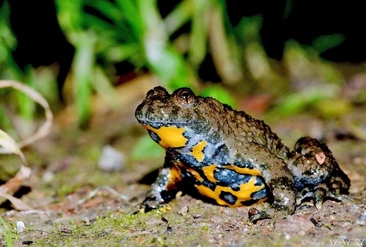 Outro exemplo de anfíbio que ganhou os noticiários nos últimos meses foi o sapo-de-barriga-amarela (Bombina sp.), que possui pupilas em forma de coração, que intriga cientistas.  Reprodução: Flipar