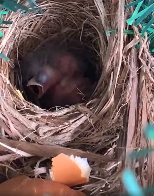 Os pássaros recém-nascidos no ninho enquanto a mãe foi procurar alimento. Foto: Reprodução/Facebook