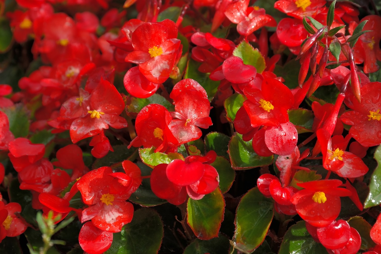 Begonia × semperflorens-cultorum, a begônia vermelha, tem origem no Brasil, mas é amplamente cultivada nos EUA e Europa. Adaptada a jardins e vasos, pode florescer o ano todo, apresentando flores delicadas e coloridas.
 Reprodução: Flipar