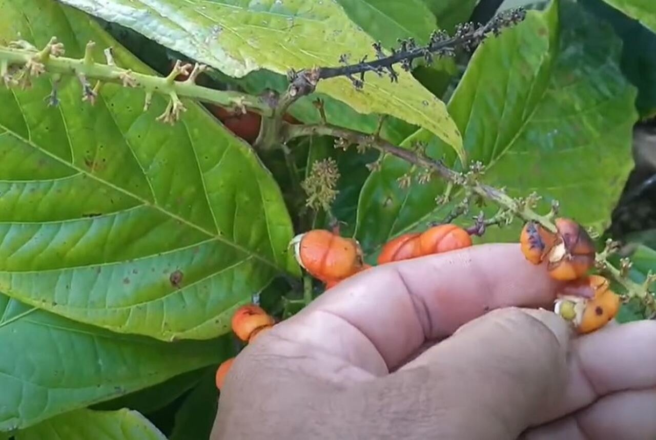 O guaranazeiro - planta que dá origem ao fruto - é um cipó que, na sua forma selvagem, pode atingir até 13 metros de altura, subindo nas árvores. Quando cultivado, torna-se um arbusto. Reprodução: Flipar