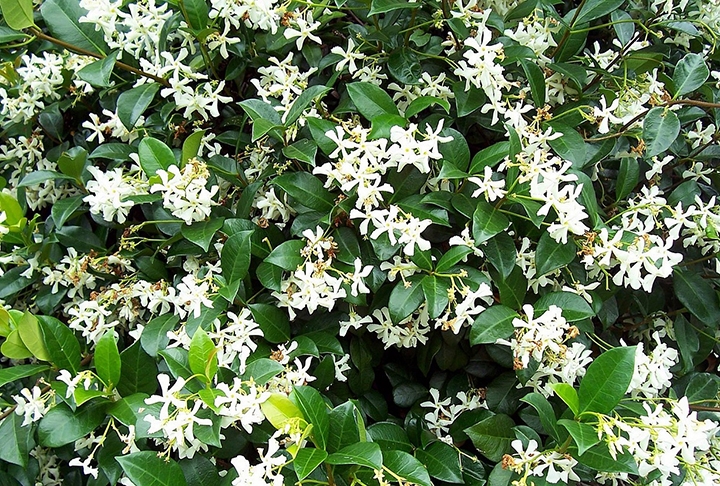 Jasmim - Apesar de ter um aroma doce, o jasmim possui componentes que algumas espécies de abelhas evitam. Seu cheiro, dependendo da intensidade, pode ser interpretado como desagradável. No entanto, nem todas as abelhas são repelidas por ele. Essa planta deve ser molhada de duas a três vezes por semana e devem ser feitas em abundância Reprodução: Flipar