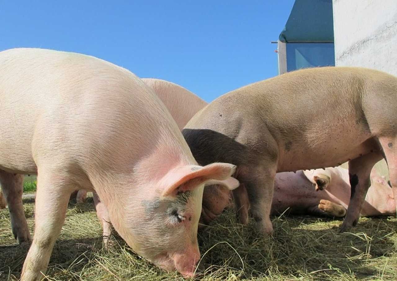 Gerar energia para uma cidade a partir do estrume de animais é possível? Um município do Paraná, no sul do Brasil, está mostrando que é. Reprodução: Flipar